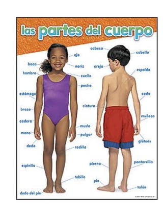 Las partes del cuerpo humano3 split