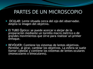 PARTES DE UN MICROSCOPIO 
 OCULAR: Lente situada cerca del ojo del observador. 
Amplía la imagen del objetivo. 
 El TUBO Óptico: se puede acercar o alejar de la 
preparación mediante un tornillo macro métrico o de 
grandes movimientos que sirve para realizar un primer 
enfoque. 
 REVÓLVER: Contiene los sistemas de lentes objetivos. 
Permite, al girar, cambiar los objetivos. La esfera se suele 
llamar cabezal y contiene los sistemas de lentes oculares 
(monoculares o binoculares). 
 