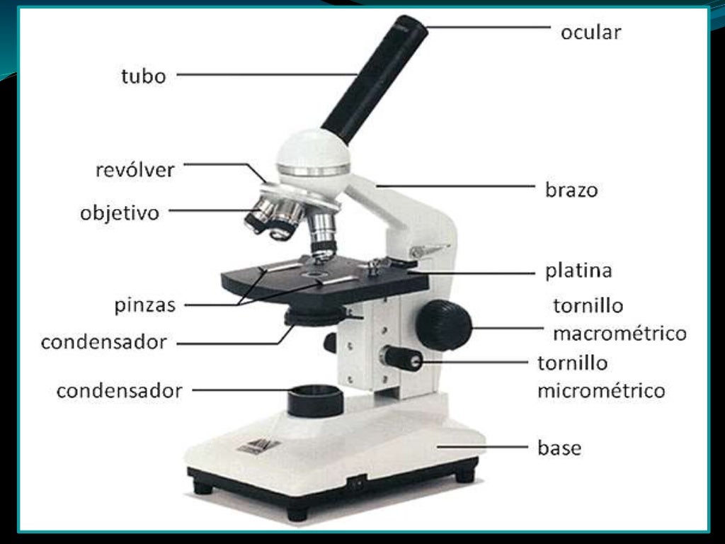 Microscopio E Suas Partes Microscopio E Suas Partes
