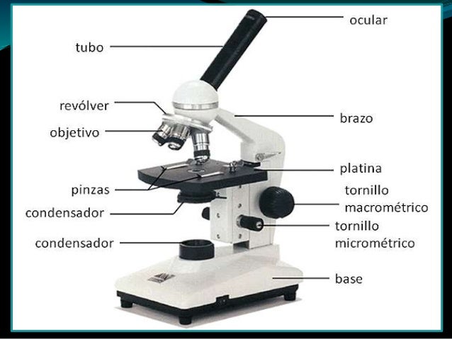 Las partes del microscopio