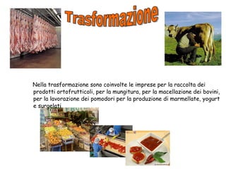 Nella trasformazione sono coinvolte le imprese per la raccolta dei prodotti ortofrutticoli, per la mungitura, per la macellazione dei bovini, per la lavorazione dei pomodori per la produzione di marmellate, yogurt e surgelati Trasformazione 