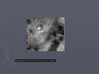 Nanoparticelle di ferro all‟interno del nucleo di un epatocita
 