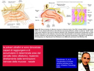 le polveri ultrafini si sono dimostrate
capaci di raggiungere e di
accumularsi in determinate aree del
cervello (lobo olfattorio), risalendo
direttamente dalle terminazioni
nervose della mucosa nasale
Oberdörster, G. et al.
Translocation of inhaled
ultrafine particles to the
brain. Inhalation Toxicology,
2004.
 