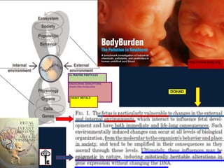 ULTRAFINE PARTICLES
ENDOCRINE DISRUPTORS
dioxin-like moleculles
HEAVY METALS
DOHAD
http://www.ewg.org
 