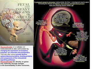 Glucocorticoids act at cellular and
molecularevels to alter cell function by
changing the expression of receptors,
enzymes, ion channels and transporters.
They also alter various growth factors,
cytoarchitectural proteins, binding proteins
and components of the intracellular
signalling pathways.
Glucocorticoids act, directly, on genes
and, indirectly, through changes
in the bioavailability of other hormones..
 