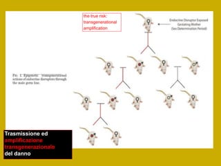Trasmissione ed
amplificazione
transgenerazionale
del danno
the true risk:
transgenerational
amplification
 