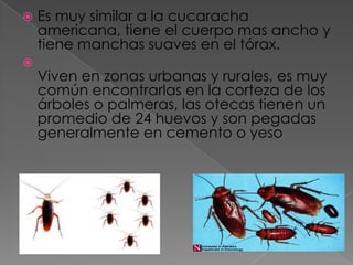 Es muy similar a la cucaracha americana, tiene el cuerpo mas ancho y tiene manchas suaves en el tórax. Viven en zonas urbanas y rurales, es muy común encontrarlas en la corteza de los árboles o palmeras, las otecas tienen un promedio de 24 huevos y son pegadas generalmente en cemento o yeso 