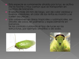 Esta especie es sumamente atraída por la luz, es activa por la noche y muy común que se transporten en racimos de bananas. El adulto mide 24 mm de largo, son de color verdoso y buenos voladores, el color de las ninfas es marrón y se suelen oscurecer,.Sólo sobreviven en áreas tropicales y subtropicales, en árboles de coco, en palmeras y especialmente en bananos. Se las controla cuidando el tipo de luces en las estructuras, por ejemplo amarillas o de sodio.