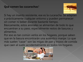Qué comen las cucarachas?Si hay un insecto resistente, ese es la cucaracha. Se adaptan a prácticamente cualquier entorno y pueden permanecer sin comer ni beber durante bastante tiempo. Básicamente, estos animales se alimentan de todo lo que encuentran a su paso, especialmente restos de basuras y alimentos.Por eso es tan común verlos en los hogares, porque saben que en la basura encontrarán una auténtico manjar. Lo que más suelen “cazar” son las migas de pan y trozos de comida que caen al suelo accidentalmente en todos los hogares.