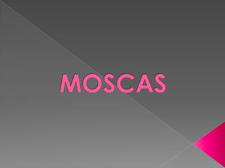 MOSCAS