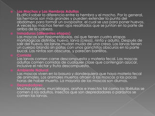 Los Machos y Las Hembras AdultasEs difícil saber la diferencia entre la hembra y el macho. Por lo general, las hembras son más grandes y pueden extender la punta del abdomen para formar un ovopositor, el cual se usa para poner huevos. A veces los machos tienen ojos resaltados que se juntan en la parte de arriba de la cabeza.Inmaduros (diferentes etapas)Las moscas son holometábolas, así que tienen cuatro etapas morfológicas distintas; huevo, larva (cresa), ninfa y adulto. Después de salir del huevo, las larvas mudan muda de una cresa. Las larvas tienen un cuerpo blando sin patas con unos ganchitos obscuros en la parte bucal. Las ninfas son obscuras, y parecen barrilitos. ComidaLas larvas comen carne descompuesta y materia fecal. Las moscas adultas comen comidas de cualquier clase que contengan azúcar, inclusive el néctar y fruta descompuesta.Ambiente NaturalLas moscas viven en la basura y dondequiera que haya materia fecal de animales. Los animales muertos atraen á las moscas a las pocas horas de haber muerto. La mayoría de las moscas son diurnas.DepredadoresMuchos pájaros, murciélagos, arañas e insectos tal como las libélulas se comen a los adultos. Insectos que son depredadores o parásitos se comen las larvas.