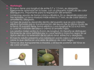 MorfologíaEl huevo tiene una longitud de entre 0,7 y 1,2 mm, es alargado, ligeramente aplanado en la base, con un pequeño tubérculo de color blanquecino, importante para la respiración del embrión.La larva es apoda de forma cónico-cilíndrica. En su desarrollo pasa por tres estadios. La larva madura mide entre 6 y 7 mm, es de color blanco amarillento, alargada.La fase de pupa la desarrolla dentro del puparío que es una cápsula elíptica formada por la transformación del exuvio de la última muda de la larva. El puparío tiene forma elíptica y una longitud fe 3,5 a 4,5 mm, su color es variable del blanco crema al amarillo rojizo.Los adultos miden entre 4 y 5 mm de longitud. En España se distinguen fácilmente de otros tefrítidos por la característica mancha negra en el ápice del ala y la extensión de la célula anal, estrecha y alargada.El insecto adulto presenta una coloración pardo rojiza o anaranjada sobre la que destacan una serie de placas de color negro.Tiene las alas transparentes e irisadas, y el borde posterior del tórax es de color amarillo.