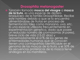 Drosophila melanogasterTambién llamada mosca del vinagre o mosca de la fruta, es una especie de dipterobraquicero de la familia Drosophilidae. Recibe este nombre debido a que se lo encuentra alimentándose de frutas en proceso de fermentación tales como manzana, uva, etc. Es una especie utilizada frecuentemente en experimentación genetica, dado que posee un reducido número de cromosomas (4 pares), breve ciclo de vida (15-21 días) y aproximadamente el 61% de los genes de enfermedades humanas que se conocen tienen una contrapartida identificable en el genoma de las moscas de la fruta, y el 50% de las secuencias proteínicas de la mosca tiene análogos en los mamíferos.