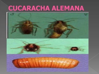 CUCARACHA ALEMANA