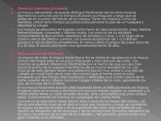 Stomoxyscalcitrans (Linnaeus)La mosca del establo, se puede distinguir fácilmente de las otras moscas domésticas comunes por la trompa picadora puntiaguda y larga que se extiende en la parte del frente de la cabeza. Tanto los machos como las hembras utilizan esta trompa picadora para penetrar la piel de un huésped y absorber la sangre. Los huevos se depositan en lugares como heno en descomposición, paja, hierbas fermentándose, céspedes y hierbas malas. Las moscas de los establos comúnmente se encuentran alrededor de establos y casas, y a lo largo de la costa y cerca de centros caninos. Los huevos eclosionan de 1 a 3 días en gusanos o larvas blanco-amarillentas. En clima cálido la etapa de pupa dura de 6 a 20 días. El adulto promedio vive aproximadamente 20 días.Musca autumnalis (DeGeer)La mosca de cara, la mosca facial (facefly) es similar en apariencia a la mosca común del hogar pero es un poco más larga y más obscura de color . Los machos se pueden diferenciar fácilmente por el hecho de que sus ojos casi tocan la punta de la cabeza mientras los de la mosca domésticas no. Las moscas de este género tienen una estrecha banda muy similar a una pila de cabello en cada lado de la cara de manera que el frente parece estar bordeado por dos franjas aterciopeladas y delicadas que corren cerca de la parte superior de la cabeza hacia el margen inferior de la cara, separando los ojos de la base de la antena.En la mosca facial esta banda aterciopelada tiene un brillo plateado en toda su longitud, pero en la mosca doméstica la porción media superior es plateada y la mitad inferior tiene un color amarillo dorado. Esta característica es para ambos sexos. Comúnmente los machos se congregan en ciertas flores.Los huevos se depositan sobre abono fresco durante los meses del verano. Las larvas amarillentas viven en el abono hasta que maduran y luego se convierten en pupas ya sea en el suelo o en la superficie del suelo, bajo el estiércol. Los adultos se alimentan de las mucosas y de las secreciones húmedas alrededor de los ojos y los orificios de la nariz de los caballos y del ganado, provocando una gran molestia a los animales.