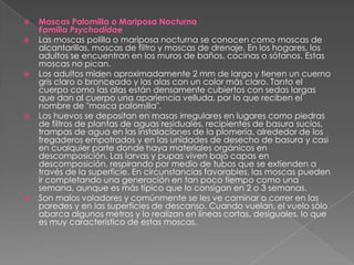 Moscas Palomilla o Mariposa NocturnaFamilia PsychodidaeLas moscas polilla o mariposa nocturna se conocen como moscas de alcantarillas, moscas de filtro y moscas de drenaje. En los hogares, los adultos se encuentran en los muros de baños, cocinas o sótanos. Estas moscas no pican. Los adultos miden aproximadamente 2 mm de largo y tienen un cuerno gris claro o bronceado y las alas con un color más claro. Tanto el cuerpo como las alas están densamente cubiertos con sedas largas que dan al cuerpo una apariencia velluda, por lo que reciben el nombre de "mosca palomilla".Los huevos se depositan en masas irregulares en lugares como piedras de filtros de plantas de aguas residuales, recipientes de basura sucios, trampas de agua en las instalaciones de la plomería, alrededor de los fregaderos empotrados y en las unidades de desecho de basura y casi en cualquier parte donde haya materiales orgánicos en descomposición. Las larvas y pupas viven bajo capas en descomposición, respirando por medio de tubos que se extienden a través de la superficie. En circunstancias favorables, las moscas pueden ir completando una generación en tan poco tiempo como una semana, aunque es más típico que lo consigan en 2 o 3 semanas.Son malos voladores y comúnmente se les ve caminar o correr en las paredes y en las superficies de descanso. Cuando vuelan, el vuelo sólo abarca algunos metros y lo realizan en líneas cortas, desiguales, lo que es muy característico de estas moscas. 