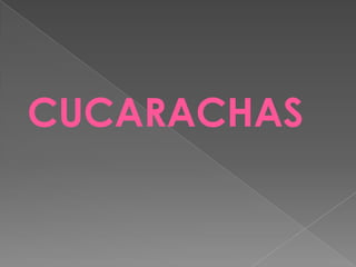 CUCARACHAS,[object Object]