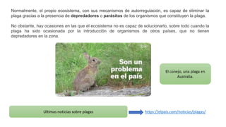 Normalmente, el propio ecosistema, con sus mecanismos de autorregulación, es capaz de eliminar la
plaga gracias a la presencia de depredadores o parásitos de los organismos que constituyen la plaga.
No obstante, hay ocasiones en las que el ecosistema no es capaz de solucionarlo, sobre todo cuando la
plaga ha sido ocasionada por la introducción de organismos de otros países, que no tienen
depredadores en la zona.
https://elpais.com/noticias/plagas/
El conejo, una plaga en
Australia.
Ultimas noticias sobre plagas
 