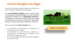 Para evitar los efectos nocivos de algunos insecticidas, hoy
en día se utilizan métodos de control biológico.
En el control biológico de plagas, lo que se usa para acabar
con las especies consideradas plagas no es otra cosa que la
introducción de algunos de sus depredadores naturales en
la plantación. De esta forma, se logra acabar con la plaga
sin necesidad de usar productos químicos de ningún tipo y,
además, sin impacto nocivo para el producto o el entorno.
Algunos ejemplos de métodos biológicos son:
• La introducción de depredadores o parásitos de la
especie causante de la plaga.
• La esterilización de los machos de la especie y su
introducción en el medio para que compitan con los
otros machos y haya menos crías.
• El uso de microorganismos que causan enfermedades a
la especie invasora.
Ejemplos de lucha biológica
 