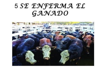 5 SE ENFERMA EL
GANADO
 