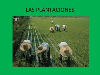 LAS PLANTACIONES
 