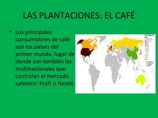 LAS PLANTACIONES: EL CAFÉ
• Los principales
consumidores de café
son los países del
primer mundo, lugar de
donde son también las
multinacionales que
controlan el mercado
cafetero: Kraft o Nestlé.
 