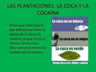 LAS PLANTACIONES: LA COCA Y LA
COCAÍNA
• Antes que nada habría
que diferenciar entre la
planta de la coca y la
cocaína, ya que no es lo
mismo. Sería como
decir que es lo mismo la
cebada que la cerveza.
 