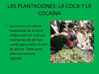 LAS PLANTACIONES: LA COCA Y LA
COCAÍNA
• La coca es un cultivo
tradicional de la zona
andina que las culturas
milenarias de allí han
usado para evitar el mal
de altura. Tiene para
ellos un carácter
sagrado.
 