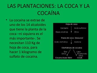 LAS PLANTACIONES: LA COCA Y LA
COCAÍNA
• La cocaína se extrae de
uno de los 14 alcaloides
que tiene la planta de la
coca –ni siquiera es el
más importante-. Se
necesitan 110 Kg de
hoja de coca, para
hacer 1 kilogramo de
sulfato de cocaína.
 