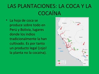 LAS PLANTACIONES: LA COCA Y LA
COCAÍNA
• La hoja de coca se
produce sobre todo en
Perú y Bolivia, lugares
donde los indios
tradicionalmente la han
cultivado. Es por tanto
un producto legal (¡ojo!
la planta no la cocaína).
 