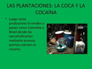 LAS PLANTACIONES: LA COCA Y LA
COCAÍNA
• Luego estos
productores la venden a
países como Colombia o
Brasil donde los
narcotraficantes
mediante proceso
químico extraen la
cocaína.
 