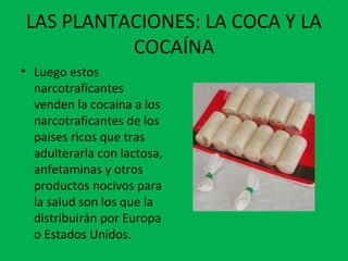 LAS PLANTACIONES: LA COCA Y LA
COCAÍNA
• Luego estos
narcotraficantes
venden la cocaína a los
narcotraficantes de los
países ricos que tras
adulterarla con lactosa,
anfetaminas y otros
productos nocivos para
la salud son los que la
distribuirán por Europa
o Estados Unidos.
 
