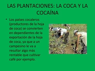 LAS PLANTACIONES: LA COCA Y LA
COCAÍNA
• Los países cocaleros
(productores de la hoja
de coca) se convierten
en dependientes de la
exportación de la hoja
de coca, ya que a un
campesino le va a
resultar algo más
rentable que cultivar
café por ejemplo.
 