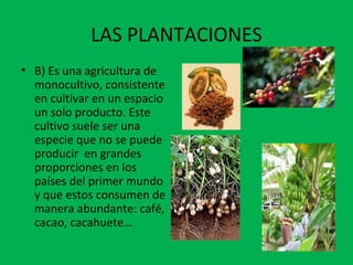 LAS PLANTACIONES
• B) Es una agricultura de
monocultivo, consistente
en cultivar en un espacio
un solo producto. Este
cultivo suele ser una
especie que no se puede
producir en grandes
proporciones en los
países del primer mundo
y que estos consumen de
manera abundante: café,
cacao, cacahuete…
 