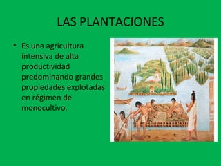 LAS PLANTACIONES
• Es una agricultura
intensiva de alta
productividad
predominando grandes
propiedades explotadas
en régimen de
monocultivo.
 