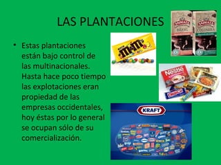LAS PLANTACIONES
• Estas plantaciones
están bajo control de
las multinacionales.
Hasta hace poco tiempo
las explotaciones eran
propiedad de las
empresas occidentales,
hoy éstas por lo general
se ocupan sólo de su
comercialización.
 