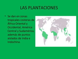 LAS PLANTACIONES
• Se dan en zonas
tropicales costeras de
África Oriental y
Occidental, América
Central y Sudamérica,
además de puntos
aislados de India e
Indochina.
 