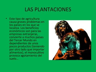 LAS PLANTACIONES
• Este tipo de agricultura
causa graves problemas en
los países en los que se
localiza. Los beneficios
económicos son para las
empresas extranjeras,
convierte a muchos países
del Tercer Mundo en
dependientes de unos
pocos productos (teniendo
por otro lado que importar
alimentos), el monocultivo
provoca agotamiento del
suelo…
 