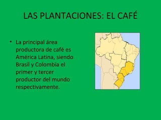LAS PLANTACIONES: EL CAFÉ
• La principal área
productora de café es
América Latina, siendo
Brasil y Colombia el
primer y tercer
productor del mundo
respectivamente.
 