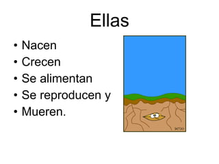 Ellas Nacen Crecen Se alimentan Se reproducen y  Mueren. 