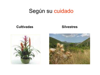 Según su  cuidado Cultivadas Silvestres 