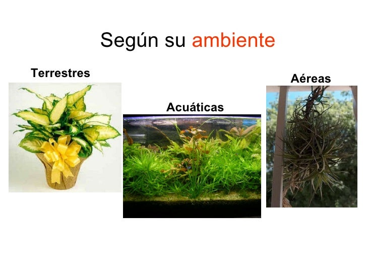 Las Plantas