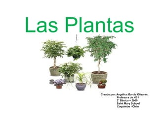 Las Plantas Creado por: Angélica García Olivares. Profesora de NB1 2° Básico – 2009 Saint Mary School Coquimbo - Chile 