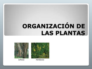 ORGANIZACIÓN DE LAS PLANTAS 