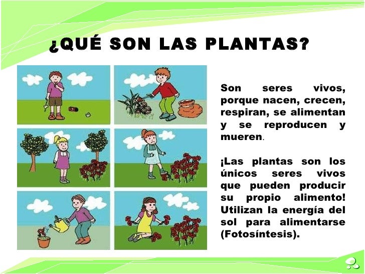 En El Camino De Las Plantas Como Nacen Y Crecen Las Plantas Para Niños De Preescolar - Varios Niños