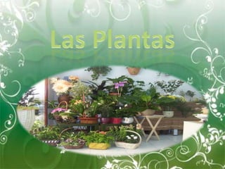 Las Plantas,[object Object]