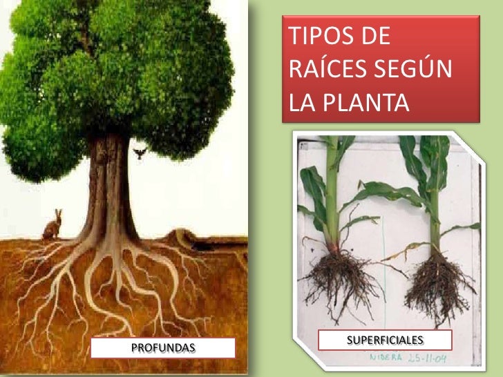 Las Plantas