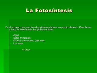 La Fotosíntesis Es el proceso que permite a las plantas elaborar su propio alimento. Para llevar a cabo la fotosíntesis, las plantas utilizan: Agua Sales minerales Dióxido de carbono (del aire) Luz solar video 