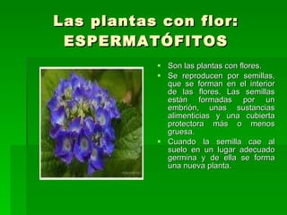Las plantas con flor: ESPERMATÓFITOS Son las plantas con flores. Se reproducen por semillas, que se forman en el interior de las flores. Las semillas están formadas por un embrión, unas sustancias alimenticias y una cubierta protectora más o menos gruesa. Cuando la semilla cae al suelo en un lugar adecuado germina y de ella se forma una nueva planta. 