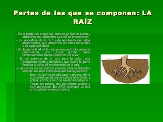 Partes de las que se componen: LA RAÍZ -  Es la parte por la que las plantas se fijan al suelo y absorben los nutrientes que allí se encuentran. - La superficie de la raíz esta recubierta de pelos absorbentes, que absorben las sales minerales y el agua del suelo. - En la parte final de la raíz se encuentra la zona de crecimiento, una zona donde crece continuamente hacia el interior del suelo. - En el extremo de la raíz esta la cofia, una estructura rígida y resistente que cubre la parte final de la zona de crecimiento de la raíz. - Las raíces de las plantas pueden adoptar distintas formas, las más habituales son las siguientes: Una raíz principal alargada y gruesa de la que salen raíces secundarias mas finas y cortas, como la raíz de rosal o la del pino. Todas las raíces son del mismo grosor y muy parecidas. Es difícil distinguir la raíz principal de las secundarias.  